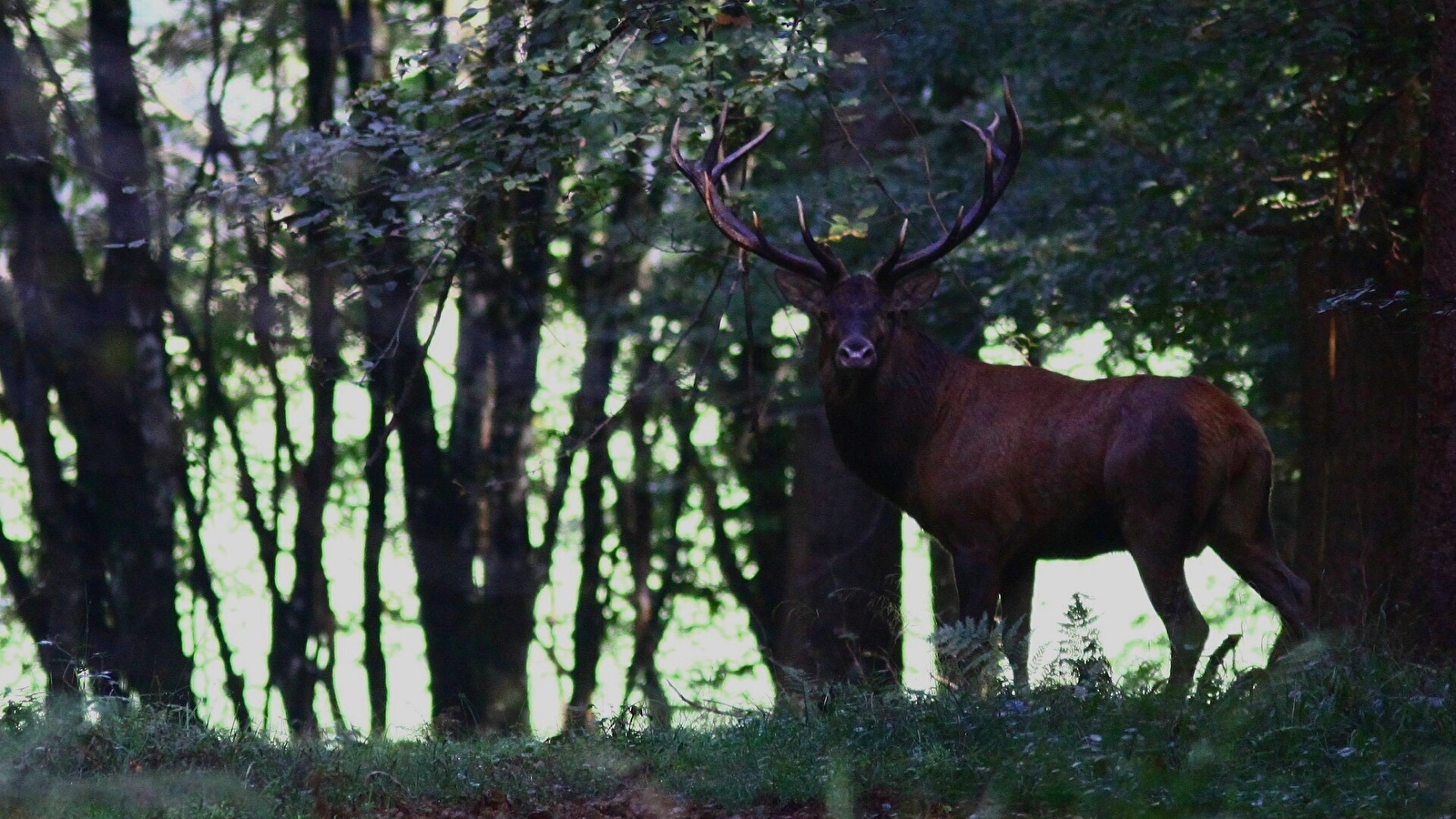 Sortie nature : Soirée brame du cerf à la lanterne