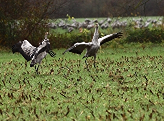 Animation nature : Rencontre avec la Dame grise - MARZY