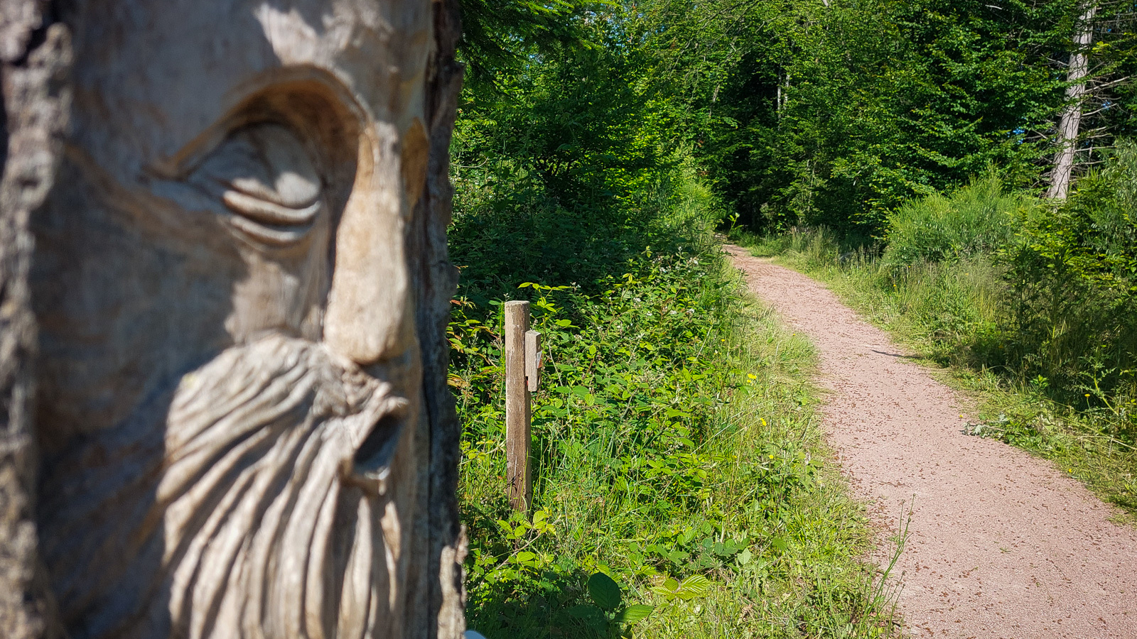 Sentier d'interprétation - Etang de Niffond